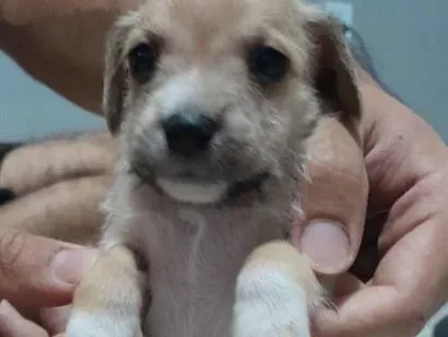 Cachorro raça SRD-ViraLata idade Abaixo de 2 meses nome (sem nome) 