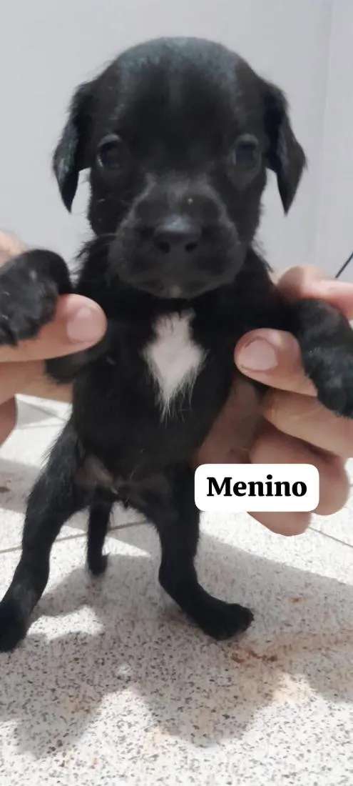Cachorro raça SRD-ViraLata idade Abaixo de 2 meses nome (sem nome)
