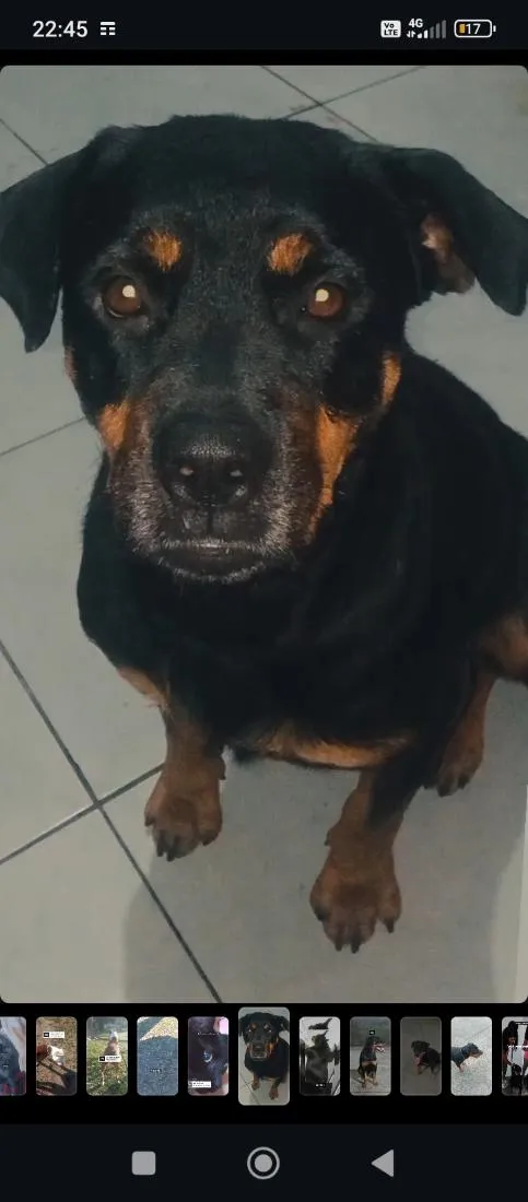 Cachorro raça Rottweiler idade 6 ou mais anos nome Sombra