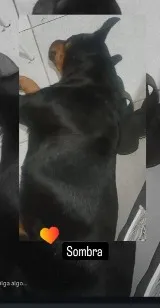 Cachorro raça Rottweiler idade 6 ou mais anos nome Sombra