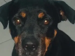 Cachorro raça Rottweiler idade 6 ou mais anos nome Sombra