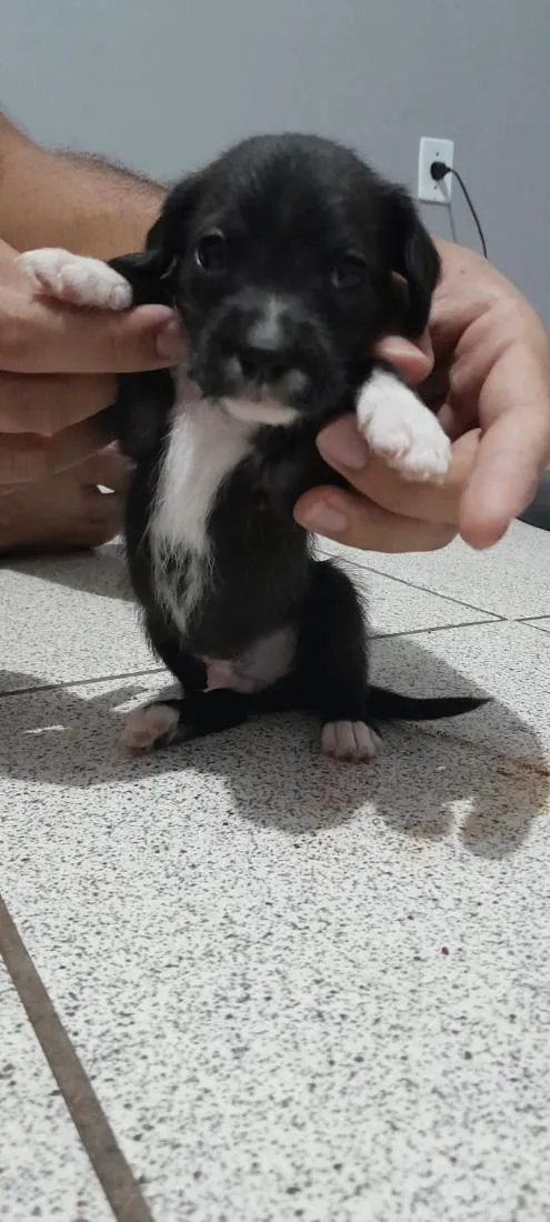 Cachorro raça SRD-ViraLata idade Abaixo de 2 meses nome (sem nome)