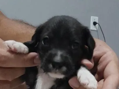 Cachorro raça SRD-ViraLata idade Abaixo de 2 meses nome (sem nome)