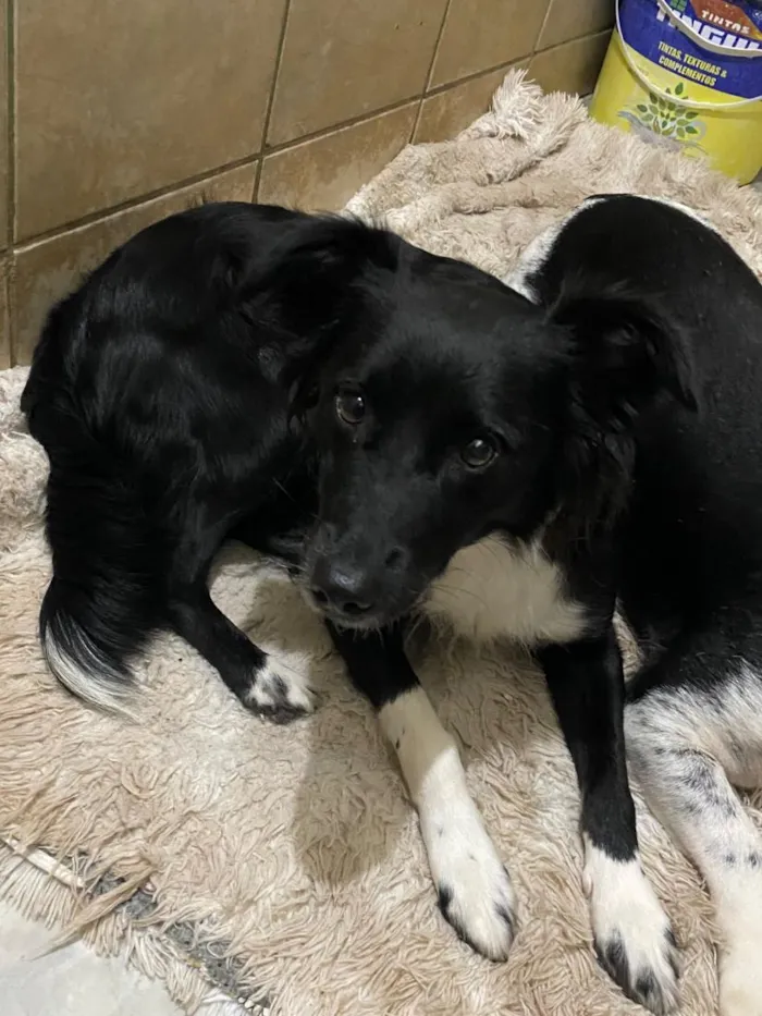 Cachorro raça SRD-ViraLata idade 2 anos nome Mel