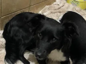 Cachorro raça SRD-ViraLata idade 2 anos nome Mel