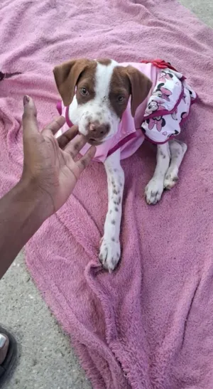 Cachorro raça SRD-ViraLata idade 2 a 6 meses nome Ainda não coloquei nomes 