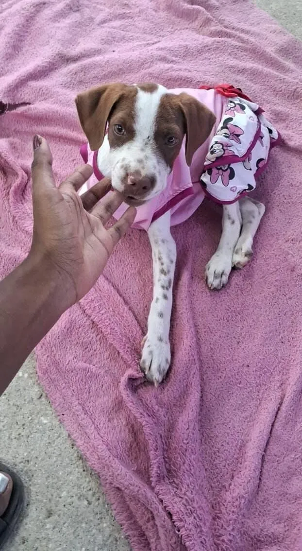 Cachorro raça SRD-ViraLata idade 2 a 6 meses nome Ainda não coloquei nomes 