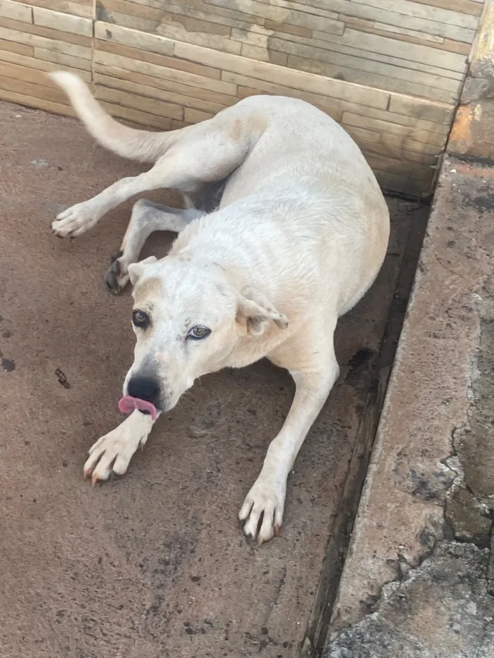 Cachorro raça SRD-ViraLata idade 2 a 6 meses nome Catarina