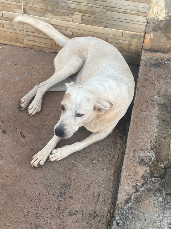 Cachorro raça SRD-ViraLata idade 2 a 6 meses nome Catarina