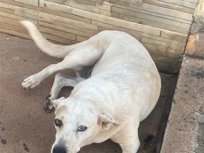 Cachorro raça SRD-ViraLata idade 2 a 6 meses nome Catarina