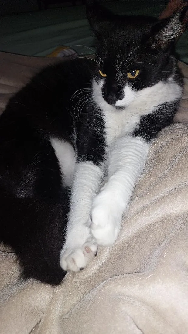 Gato raça SRD-ViraLata idade 2 a 6 meses nome Benedito