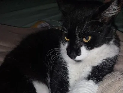 Gato raça SRD-ViraLata idade 2 a 6 meses nome Benedito