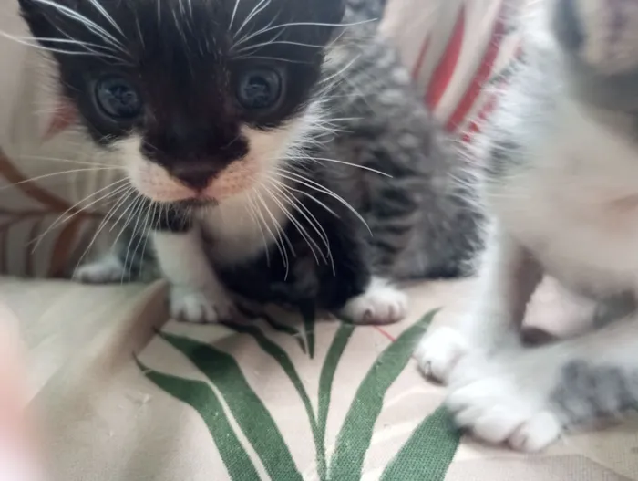 Cachorro raça SRD-ViraLata idade Abaixo de 2 meses nome Pou ,tai lung, tigresa 