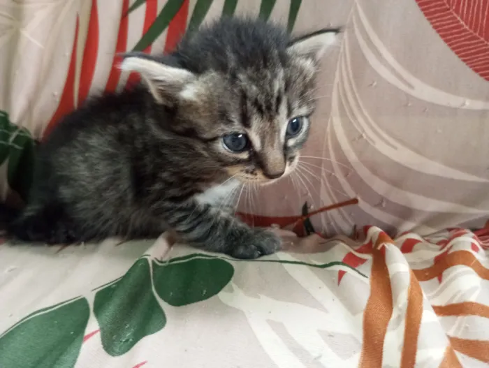 Cachorro raça SRD-ViraLata idade Abaixo de 2 meses nome Pou ,tai lung, tigresa 