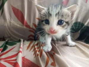 Cachorro raça SRD-ViraLata idade Abaixo de 2 meses nome Pou ,tai lung, tigresa 