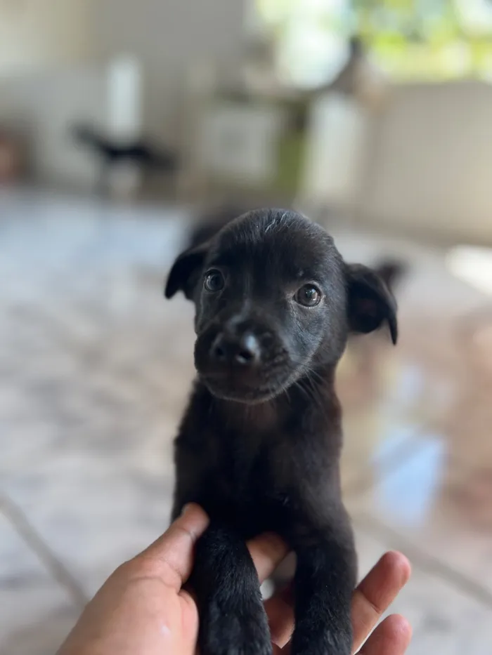 Cachorro raça SRD-ViraLata idade Abaixo de 2 meses nome sem nome