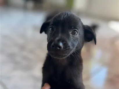 Cachorro raça SRD-ViraLata idade Abaixo de 2 meses nome sem nome