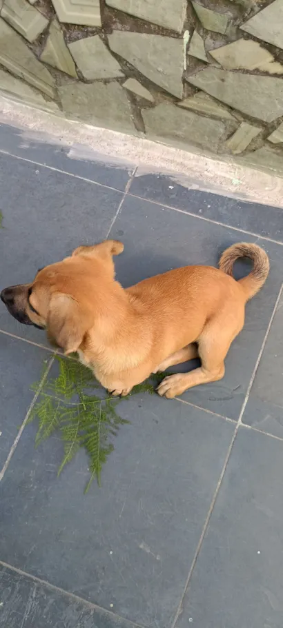 Cachorro raça SRD-ViraLata idade Abaixo de 2 meses nome sem nome