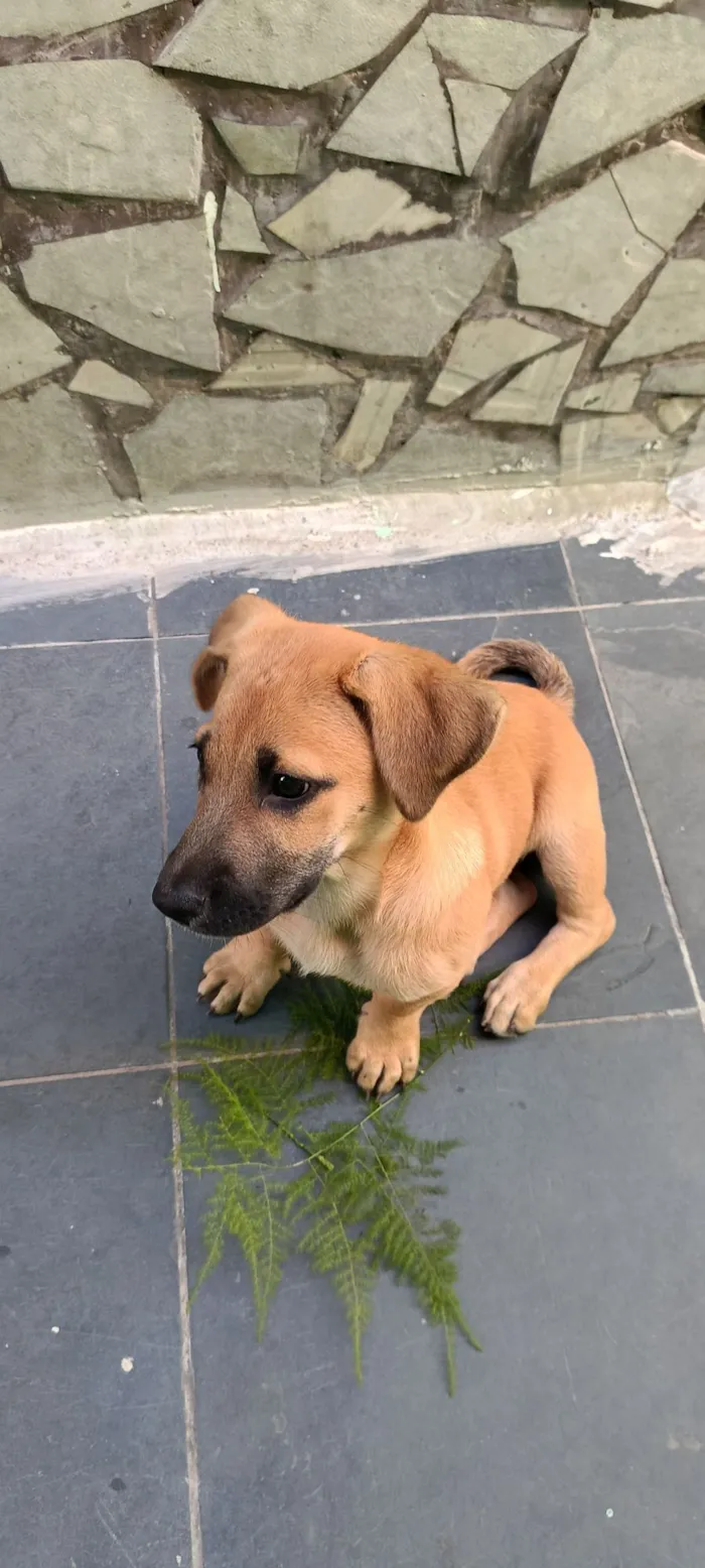 Cachorro raça SRD-ViraLata idade Abaixo de 2 meses nome sem nome