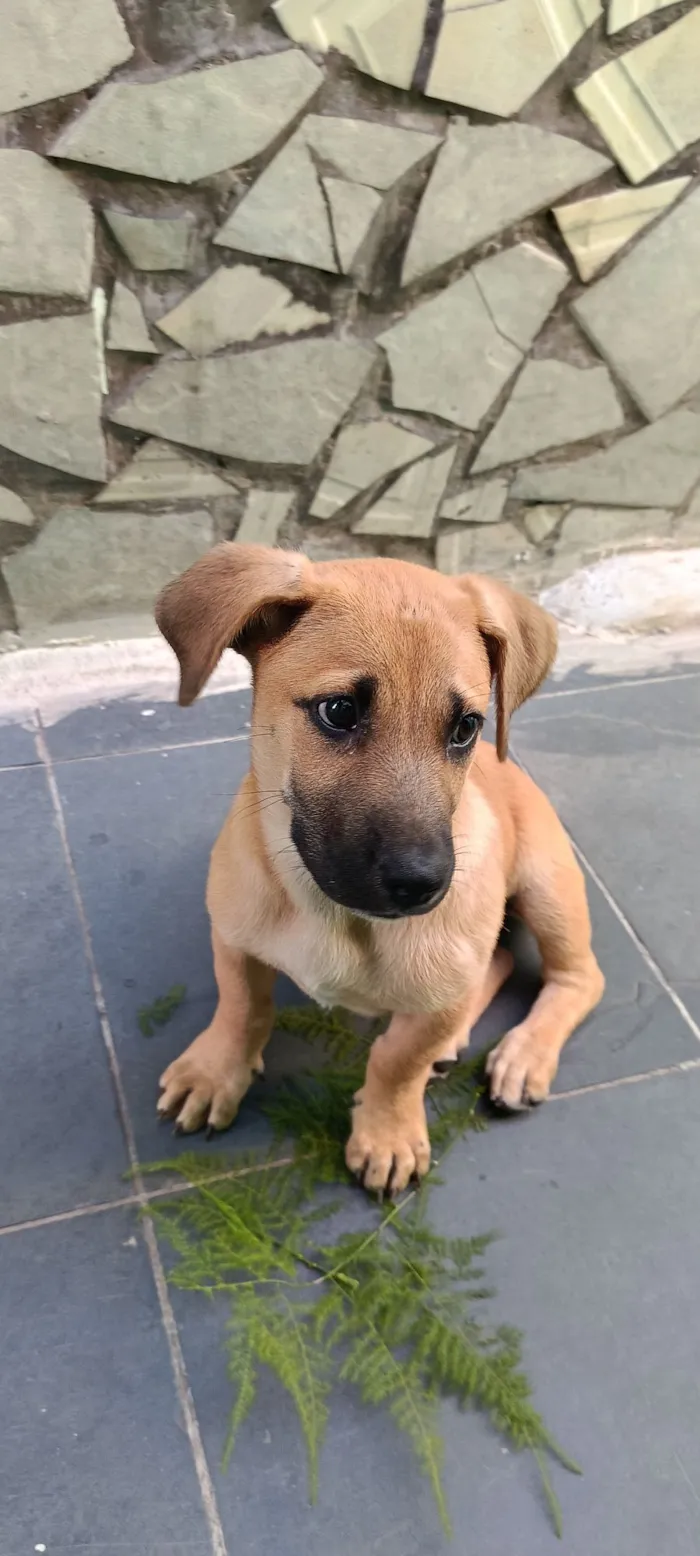 Cachorro raça SRD-ViraLata idade Abaixo de 2 meses nome sem nome