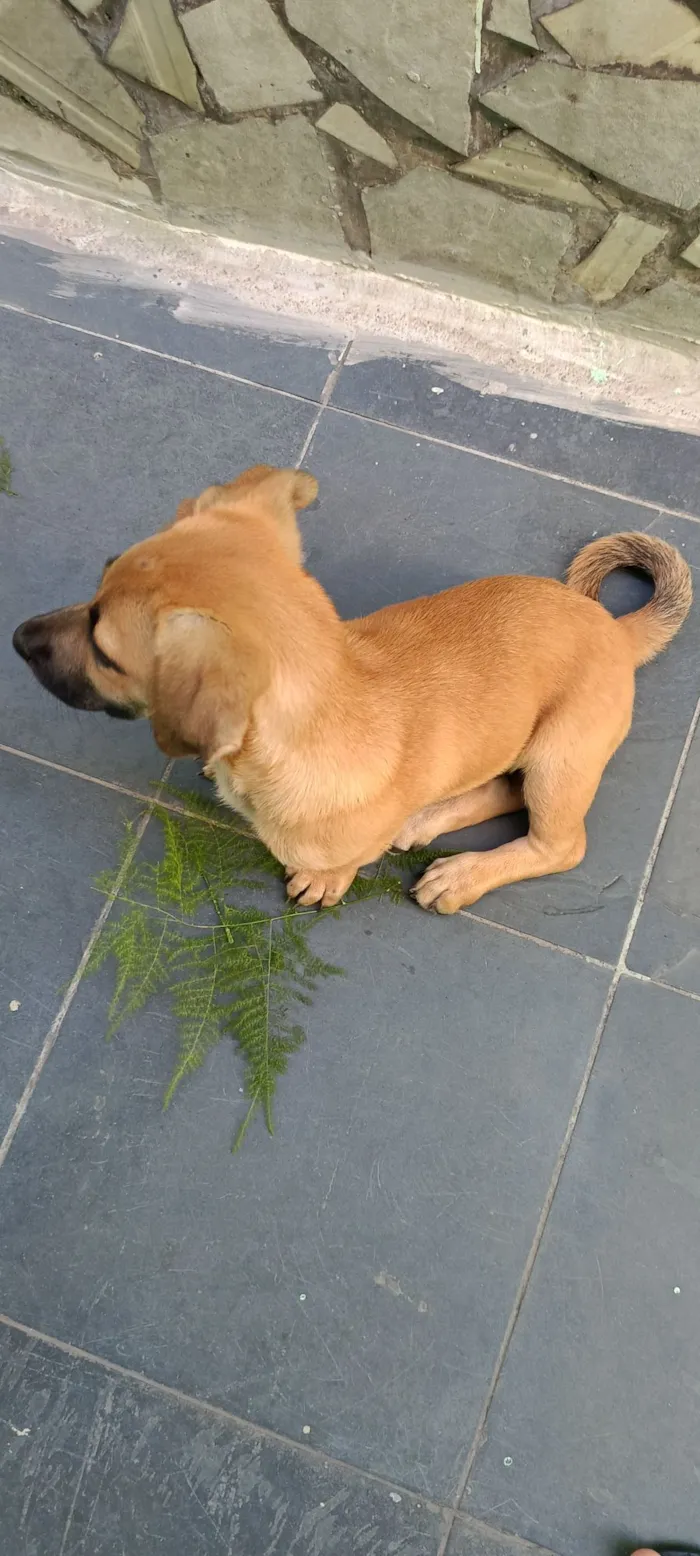 Cachorro raça SRD-ViraLata idade Abaixo de 2 meses nome sem nome