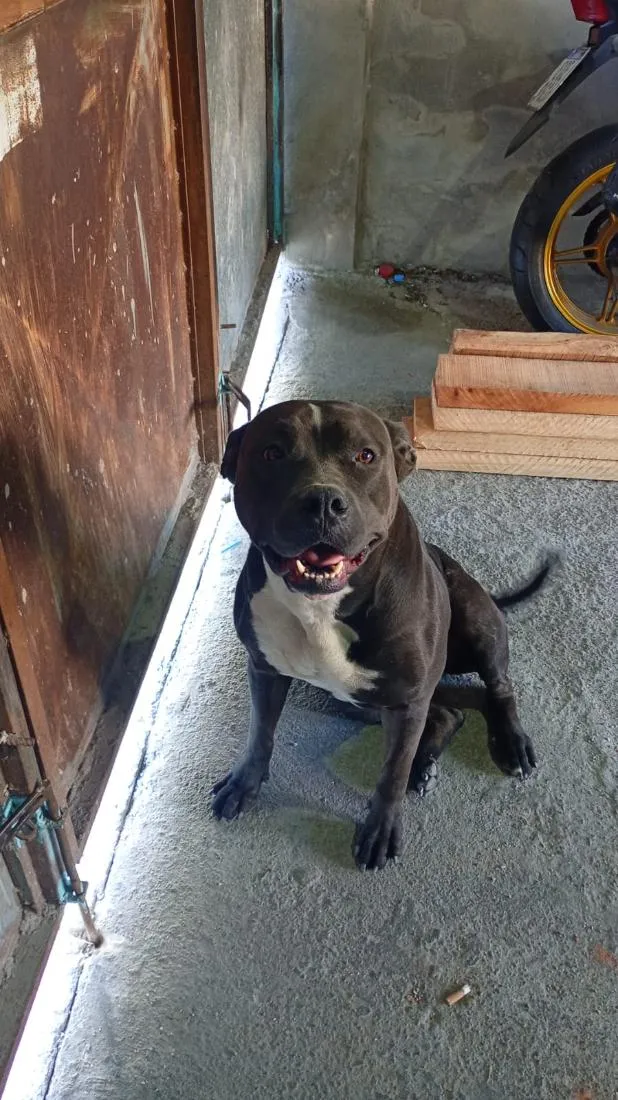 Cachorro raça Pit-Bull idade 2 a 6 meses nome Janny 