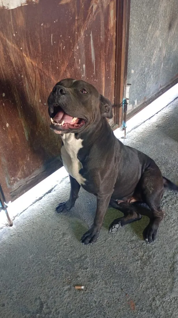 Cachorro raça Pit-Bull idade 2 a 6 meses nome Janny 