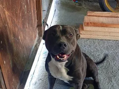 Cachorro raça Pit-Bull idade 2 a 6 meses nome Janny 