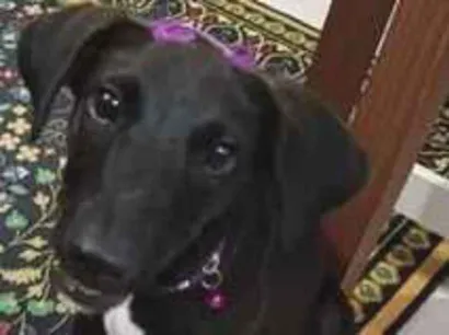 Cachorro raça SRD-ViraLata idade 2 a 6 meses nome Florinda
