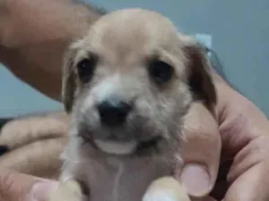 Cachorro raça SRD-ViraLata idade Abaixo de 2 meses nome (sem nome) 