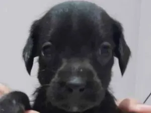 Cachorro raça SRD-ViraLata idade Abaixo de 2 meses nome (sem nome)