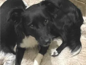 Cachorro raça SRD-ViraLata idade 2 anos nome Mel