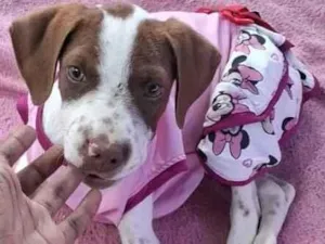 Cachorro raça SRD-ViraLata idade 2 a 6 meses nome Ainda não coloquei nomes 