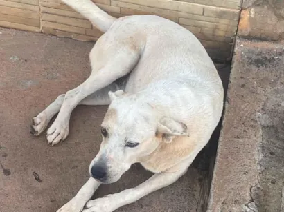 Cachorro raça SRD-ViraLata idade 2 a 6 meses nome Catarina