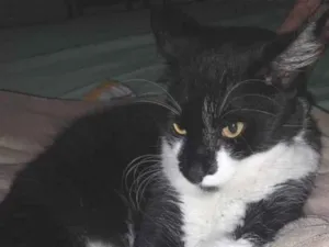 Gato raça SRD-ViraLata idade 2 a 6 meses nome Benedito