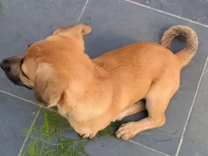 Cachorro raça SRD-ViraLata idade Abaixo de 2 meses nome sem nome