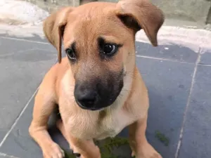 Cachorro raça SRD-ViraLata idade Abaixo de 2 meses nome sem nome