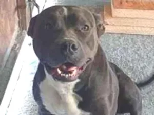 Cachorro raça Pit-Bull idade 2 a 6 meses nome Janny 