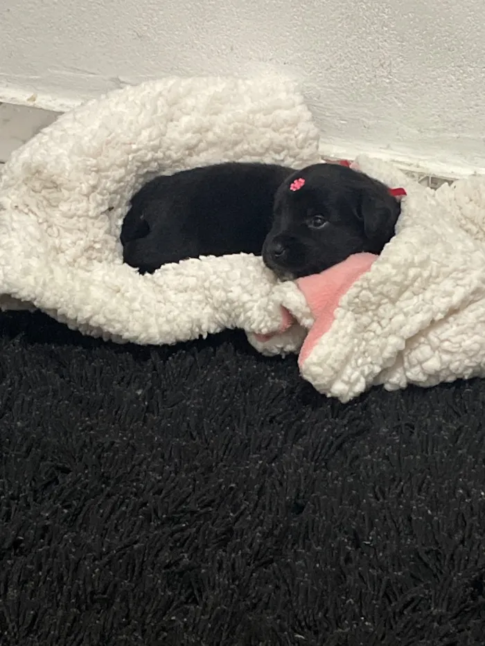 Cachorro raça Labrador idade 2 a 6 meses nome Mavi