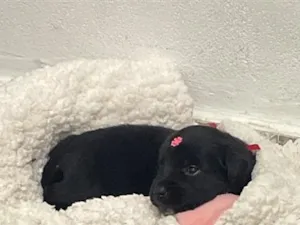 Cachorro raça Labrador idade 2 a 6 meses nome Mavi