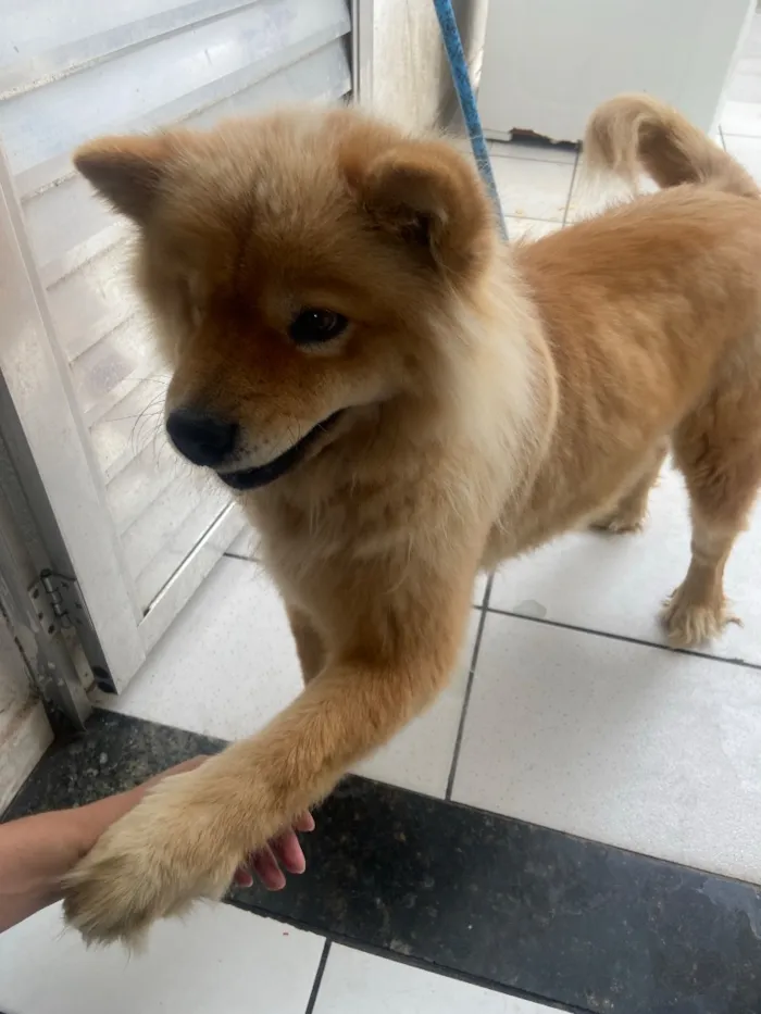 Cachorro raça SRD-ViraLata idade 5 anos nome Luna