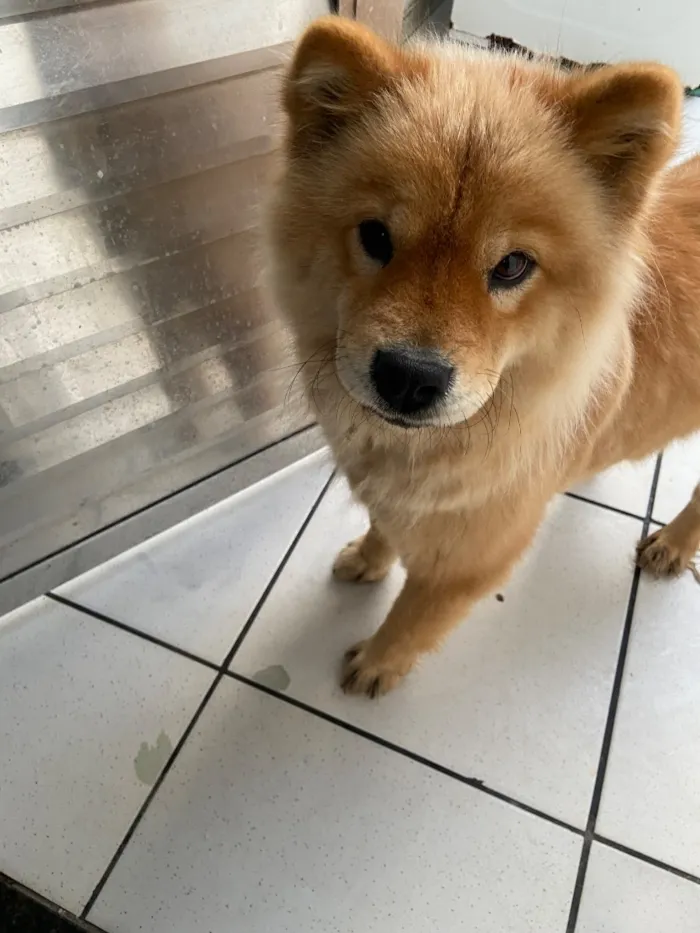 Cachorro raça SRD-ViraLata idade 5 anos nome Luna