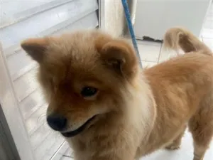 Cachorro raça SRD-ViraLata idade 5 anos nome Luna