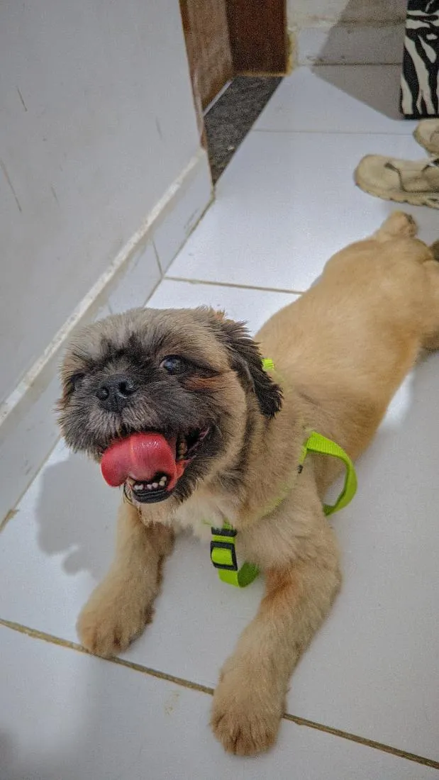Cachorro raça Shitzu idade 2 anos nome luke