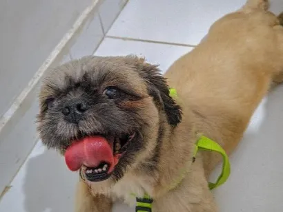 Cachorro raça Shitzu idade 2 anos nome luke