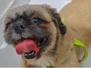 Cachorro raça Shitzu idade 2 anos nome luke