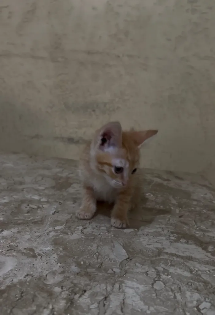 Gato raça SRD-ViraLata idade Abaixo de 2 meses nome Liz