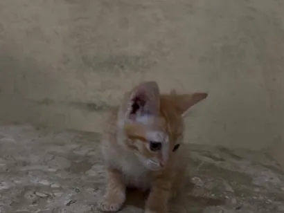 Gato raça SRD-ViraLata idade Abaixo de 2 meses nome Liz