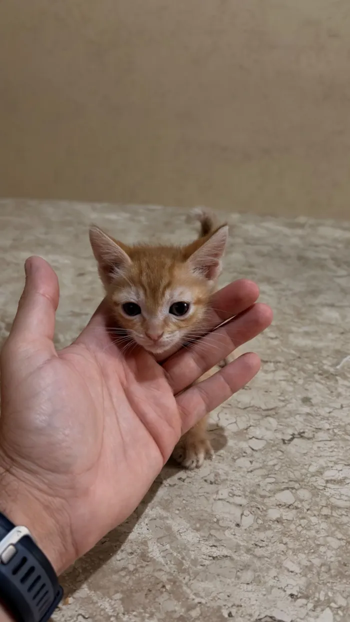 Gato raça SRD-ViraLata idade Abaixo de 2 meses nome Liz