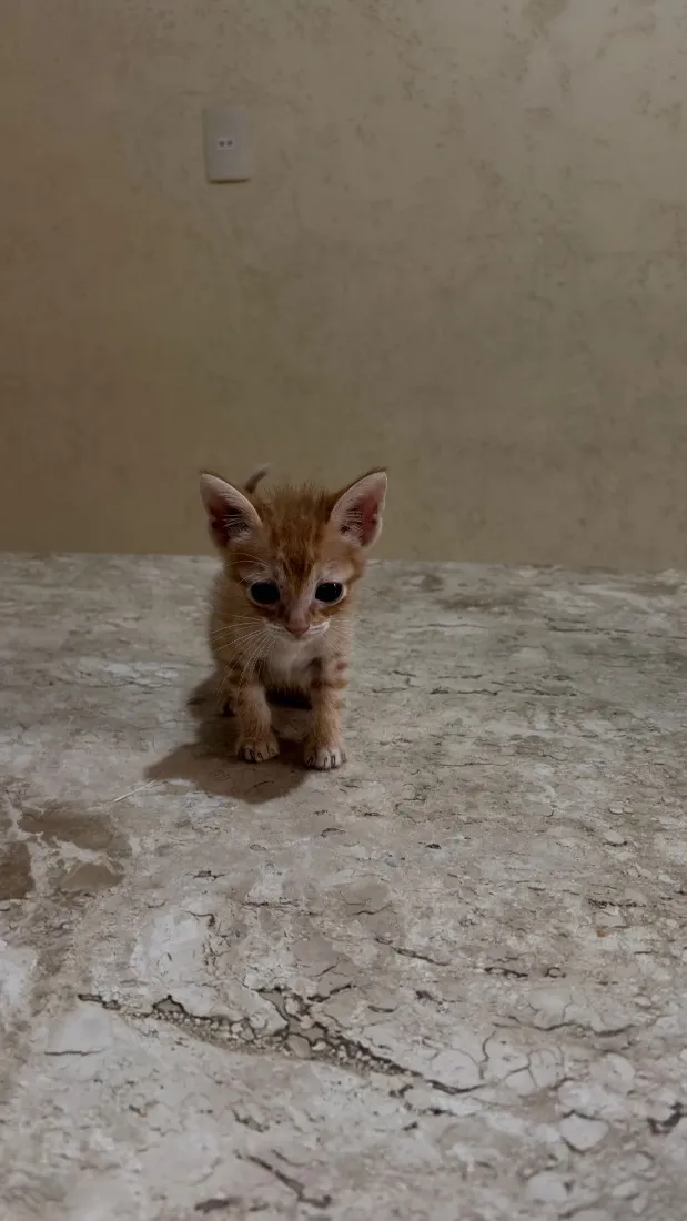 Gato raça SRD-ViraLata idade Abaixo de 2 meses nome Bia